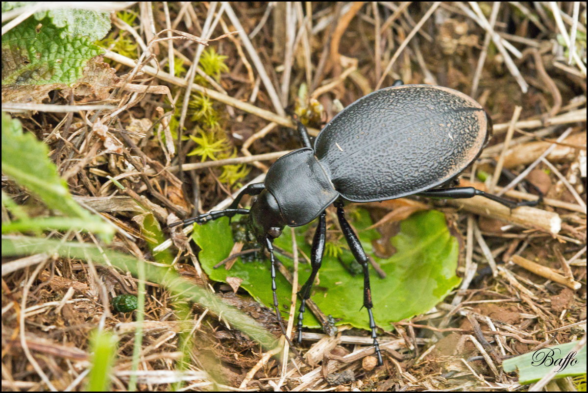 Carabus coriaceus